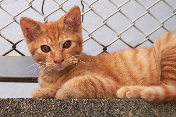 ginger kitten