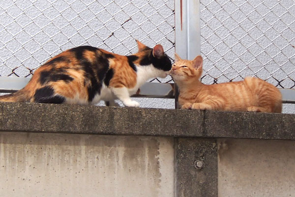 れもん　息子と挨拶