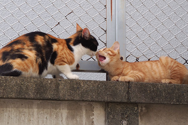 れもん　息子甘えとる