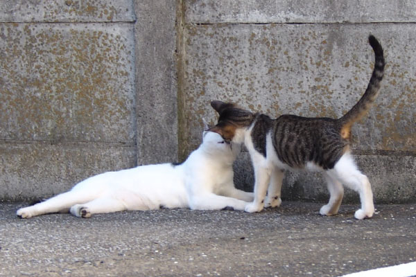 仔猫しろまるに挨拶