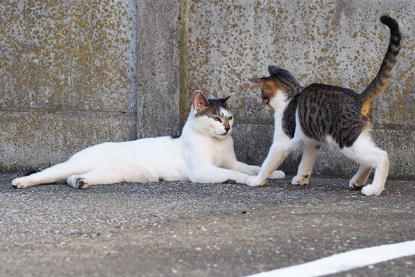 仔猫しろまるに挨拶３