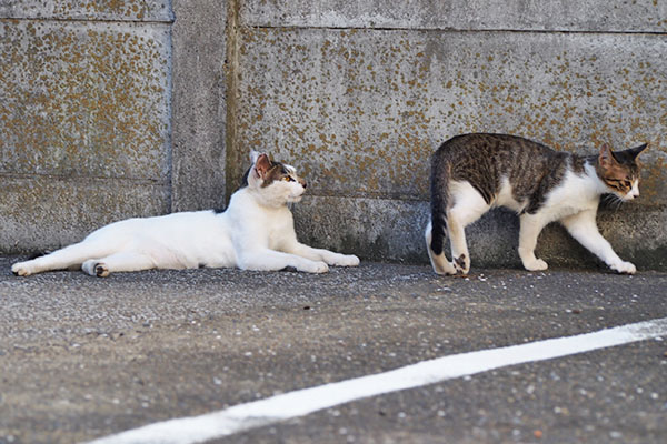 仔猫しろまるから撤収　クー太だった