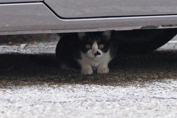 息子君が車の下に