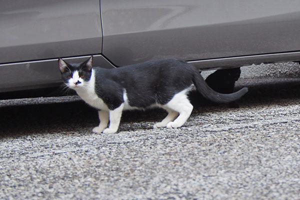 息子君　移動した先に仔猫