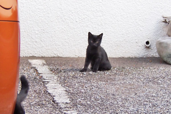 黒仔猫　遠い