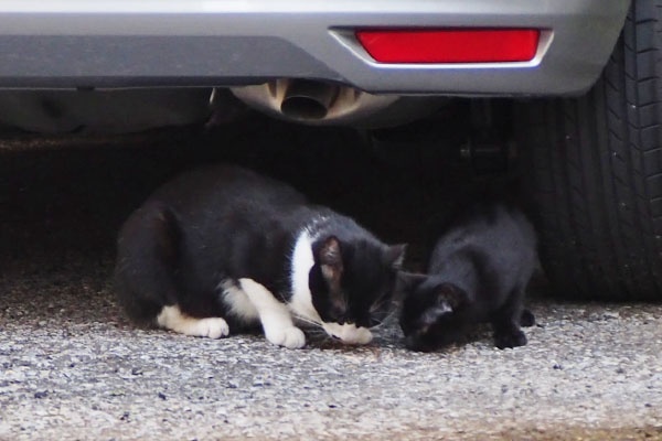 こまちと仔猫　一緒に食べる