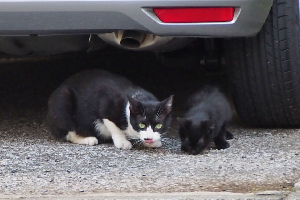 こまちと仔猫　一緒に食べる２