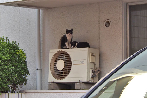 室外機の上のこまちと息子猫