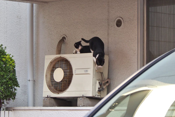 息子猫君驚く