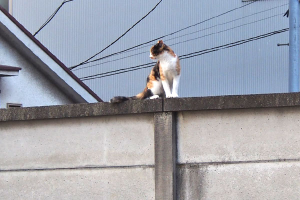 背後を気にするれもん