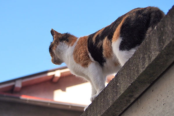 行ったり来たりするれもん