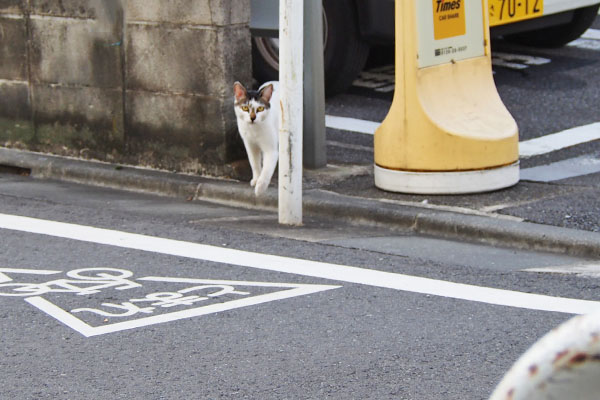 しろまる　見てる