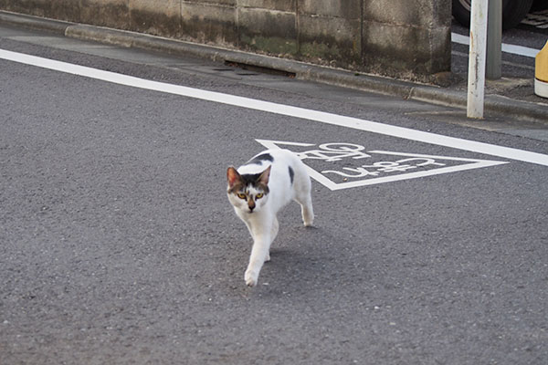 しろまる　道路横断