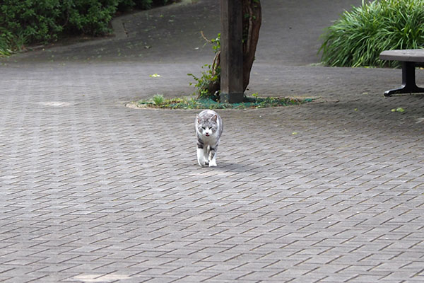 クロム　やって来る