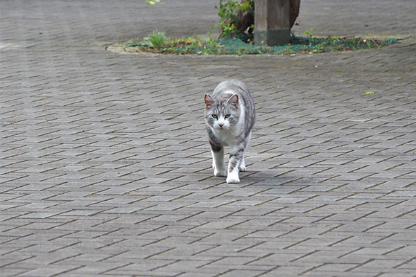 クロム　接近中