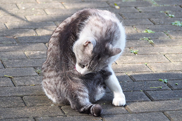 クロム　食べた後