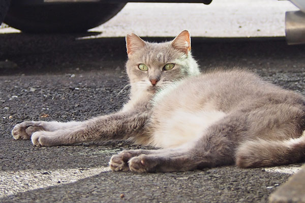 グリ　お目メぱっちり