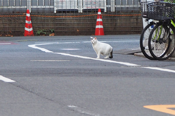 オーロラ　発見