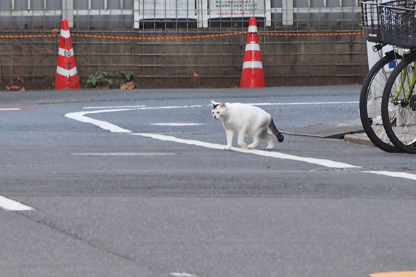 オーロラ　とてとて