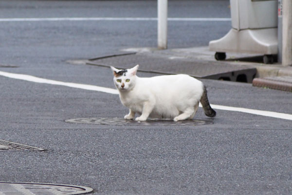 オーロラ　こっちを見てる