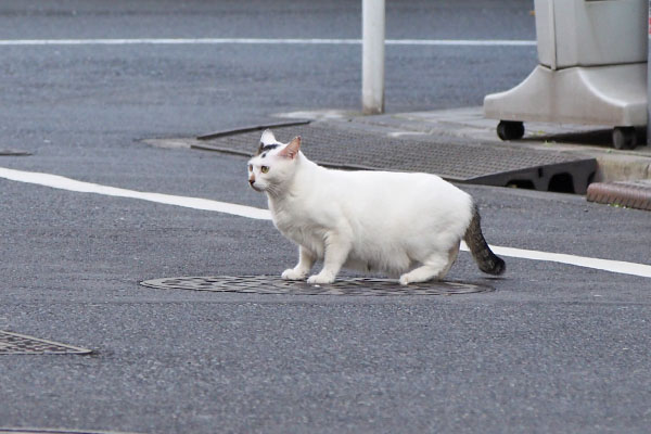 オーロラ　前を見てる