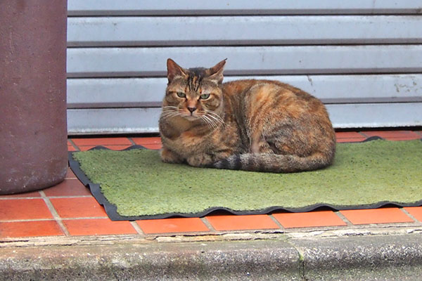 正面から　ヴェルデ