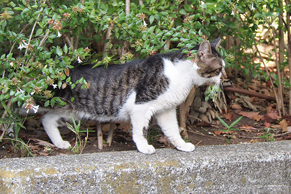 オンブレ　出て来た