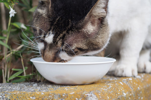 オンブレ　食べております