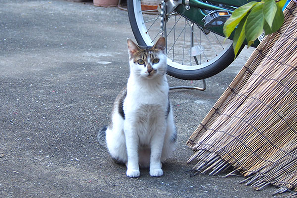 sei sitting and watching