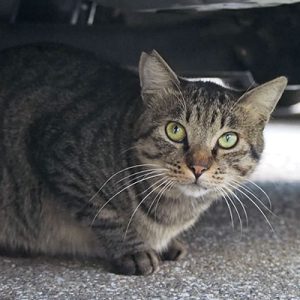 シマヲ 潜んでいても普通の顔