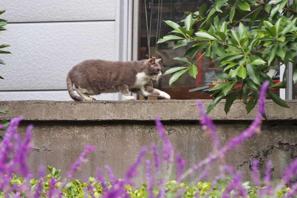 レックス　すぐに来る