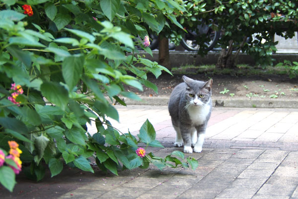 レックス　手前まで来てくれた