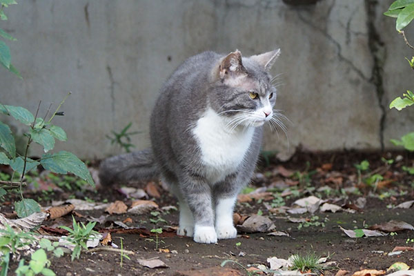 停止する　レックス