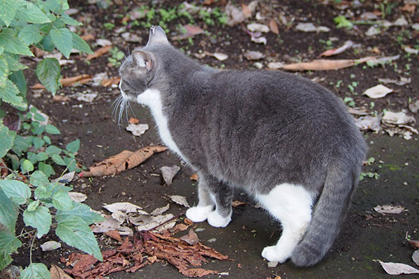 少し移動した　レックス