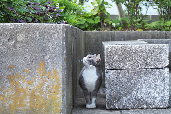 小さな花を見上げる　レックス