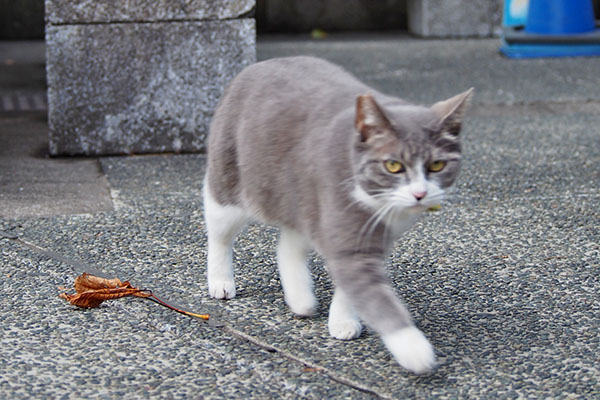 目の前を横切る　レックス