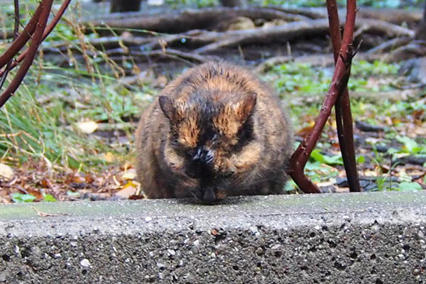 ロミ　ちゅ～る食べる