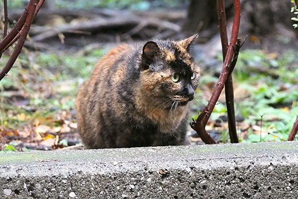 ロミ　ちゅ～る食べた