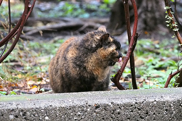 ロミ　ぺろぺろ中