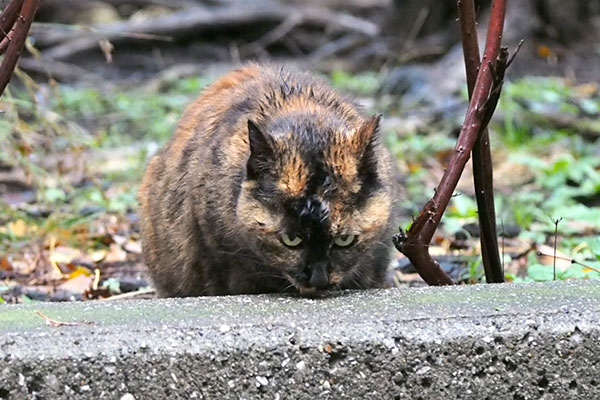 ロミ　残ってないか確認する