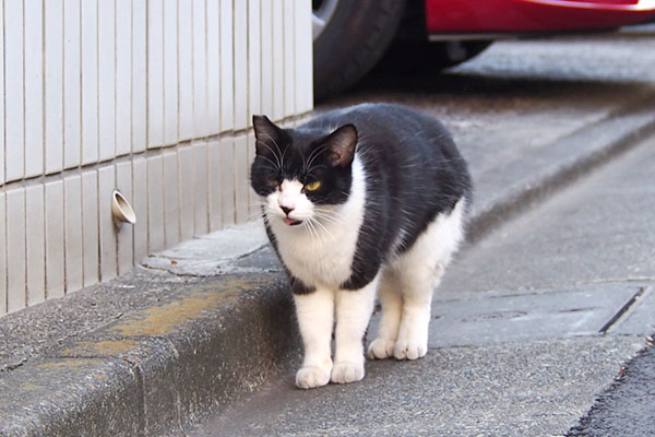 チョモ　停止