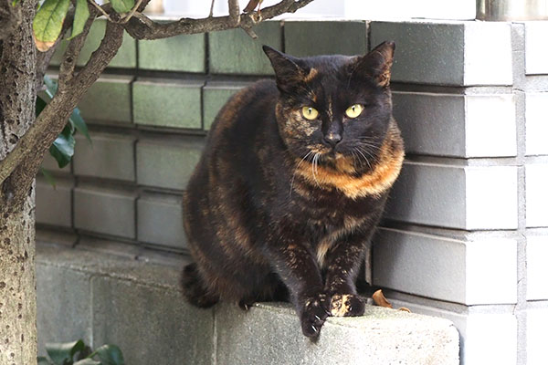 カラーが行きたいのは　道路の向こう側