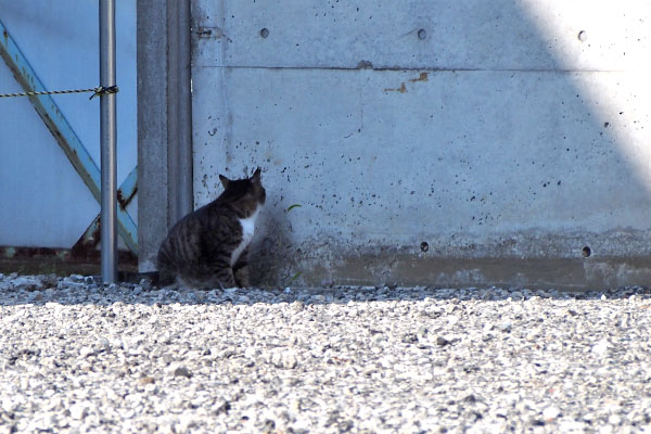 アシメ　日影に居る