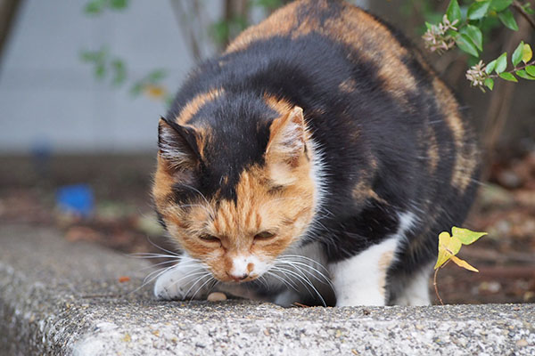 ミク　食べてる