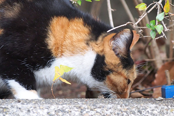 ミク　落ちてないか確認