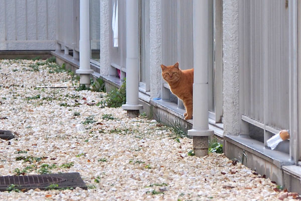 ルーカス　顔出した