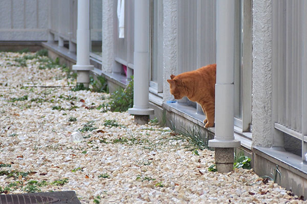 ルーカス　移動するらしい