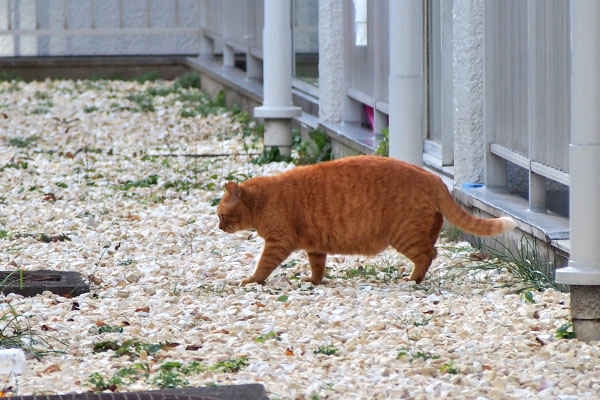 ルーカス　歩く横から