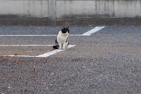 ニコル　考え中