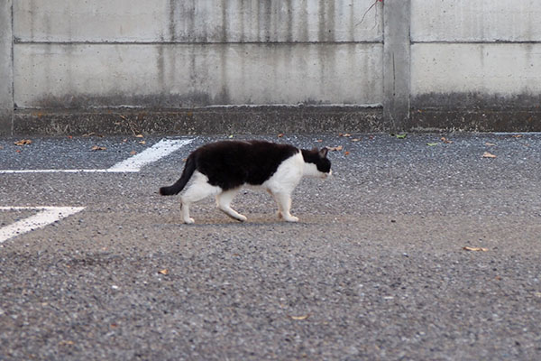 ニコル　歩き出す